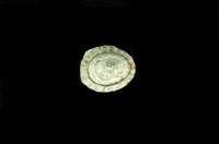 藏品(花帽青螺)的圖片